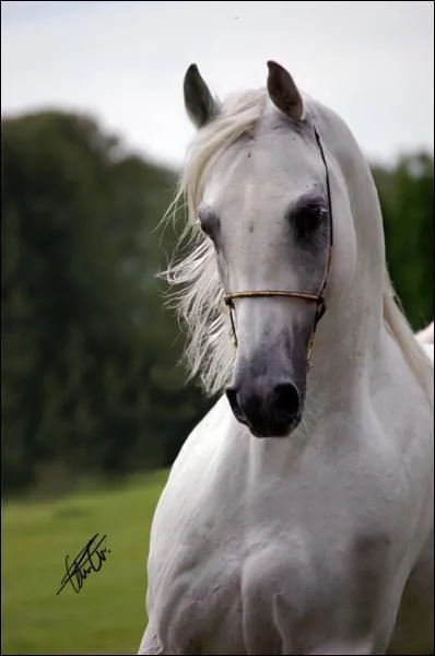 Quelle est la caractristique d'un cheval arabe ?
