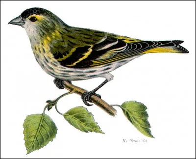 À quelle partie du corps humain cet oiseau vous fait-il penser ?