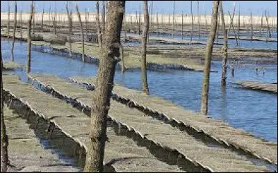 L'ostréiculture, c'est l'élevage des :