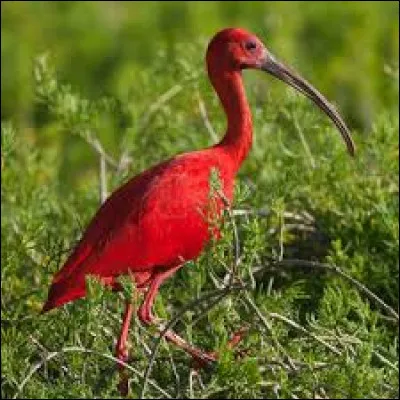Sur quel continent peut-on voir des ibis rouges ?