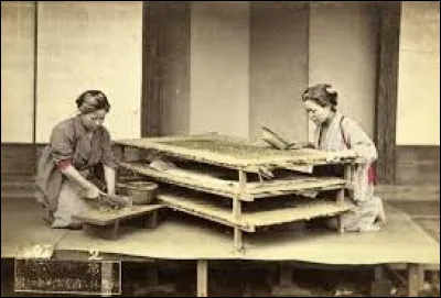 Qu'est-ce que la s&eacute;riciculture ?