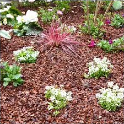 Qui est à la fête sous un paillis ?