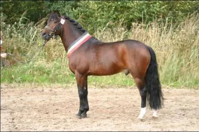 Ce champion se nomme :