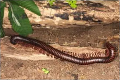 Quel animal ne fait pas partie des Arthropodes ?