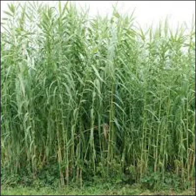 Quelle est cette plante ayant pour nom latin "Arundo donax" ?