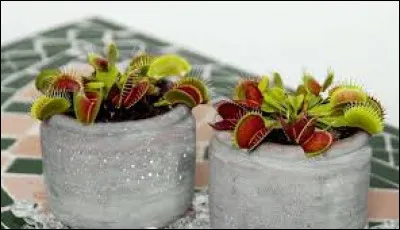 Comment appelle-t-on l'attrape-mouche ?