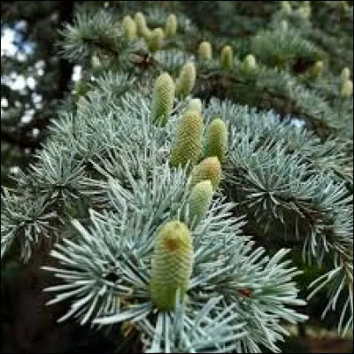 Regardons de plus près, c'est un :