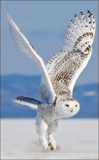 Quel animal emmènes-tu à Poudlard ?