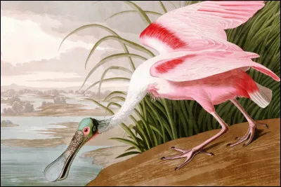 "Spatule rose" a été peint par ...