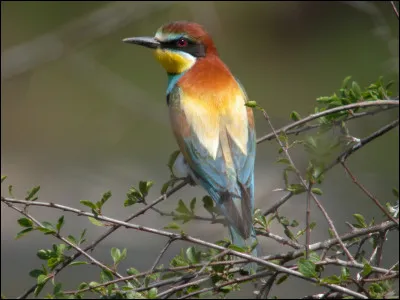 Mer comme meropidés : quel oiseau appartient à cette famille ?