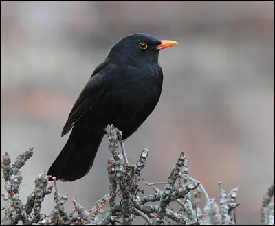 Mer comme merle : à quelle famille appartient cet oiseau ?