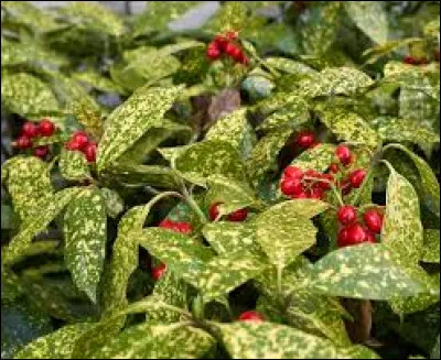 Quel est le nom de cette plante, persistante, appréciant très bien l'ombre ?