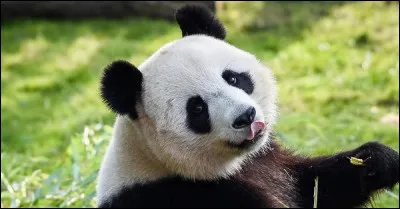 Quel animal voudrais-tu &ecirc;tre ?