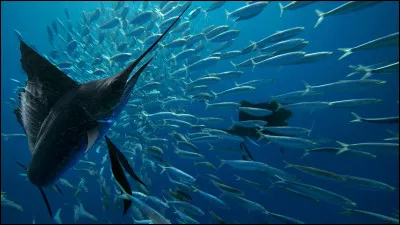 Combien de tonnes de poissons et de fruits de fruits de mer sont produits au monde ?