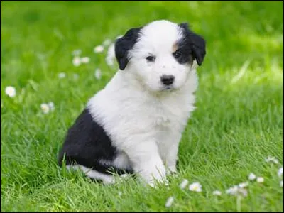 Quel prénom préfères-tu pour un chiot ?