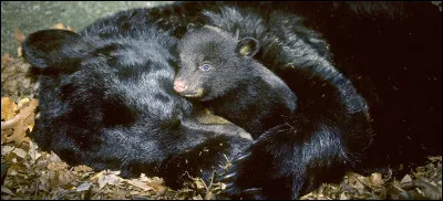 Ça iberne pendant ...