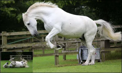 Qu'est-ce qu'un Windsor Grey ?