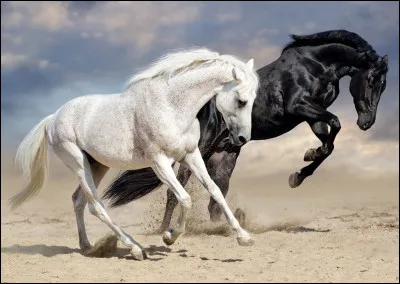 Les termes "galoper à faux" ou "galoper à juste" définissent tout simplement...