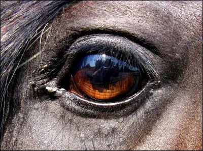 Quelle couleur le cheval ne voit-il pas ?