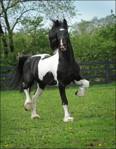 Si le noir domine sur une robe pie, comment nommerons-nous cette robe ?