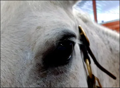 Lisez les deux affirmations suivantes. 
1. Un cheval peut avoir un oeil de deux couleurs différentes. 
2. Un cheval peut avoir un oeil de couleur foncée et l'autre de couleur claire.