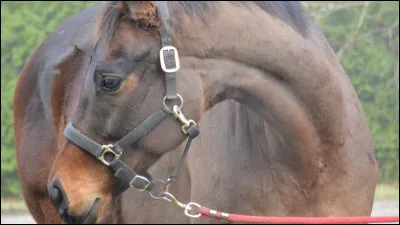 Le nom scientifique du cheval, c'est...