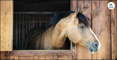 Le cheval est défini comme un prédateur.