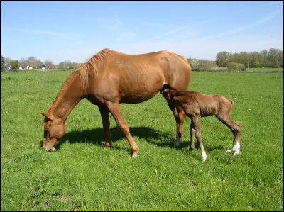 Jusqu'à combien de poulains la jument peut-elle porter ?
