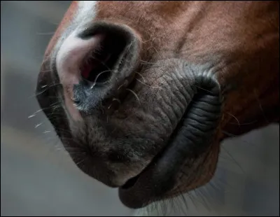 Comment appelle-t-on le nez du cheval ?