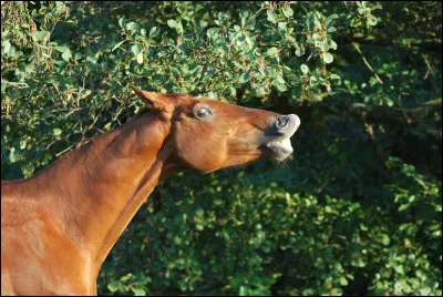 Le flehmen est relié à un des cinq sens du cheval, lequel ?
