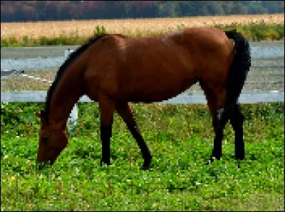 Quelle partie de l'anatomie externe du cheval retrouve-t-on dans l'avant-main ?