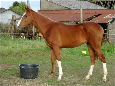 On dit qu'une balzane est herminée quand...