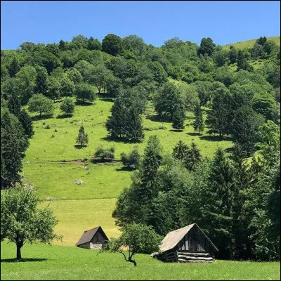 Tout ce vert ! N'est-ce pas que cela fait joli dans le ... ?