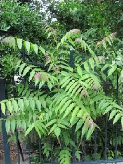 Quel est l'autre nom de l'ailante glanduleux ?