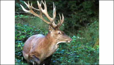 Quel est le nom de cet animal ?