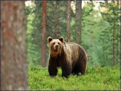 Quel est le nom de cet animal ?