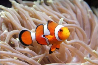 Quel est le nom de cet animal ?