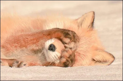 Quel est le plus grand renard ?