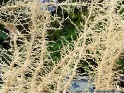 Quel est le nom des plus petites parties de ses racines ?