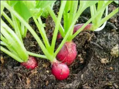 De quelle couleur sont les fleurs du radis ? (Raphanus sativus )