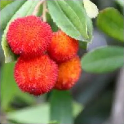 Ce fruit, peu commun, se nomme...