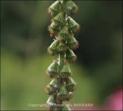 Quelle est la couleur des fleurs de l'aigremoine ?
