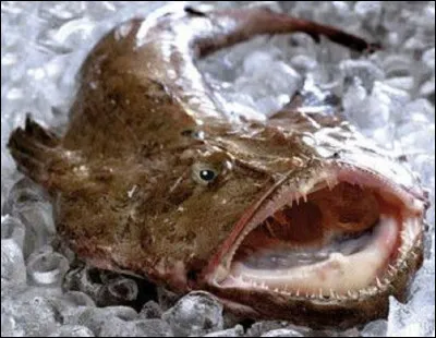 B) Quel est un des autres noms de la lotte ?