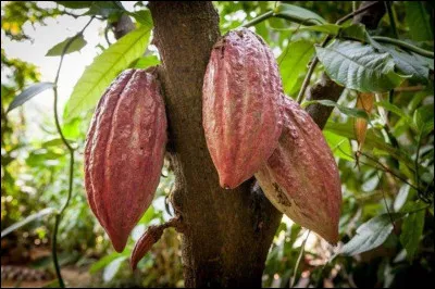 C) Quel est le nom du fruit du cacaoyer ?
