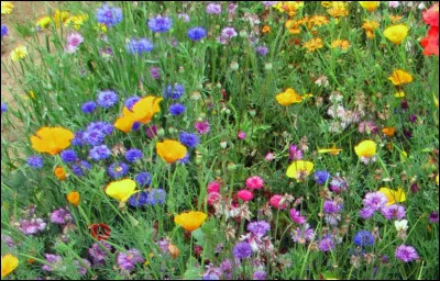 Aimes-tu les fleurs ?