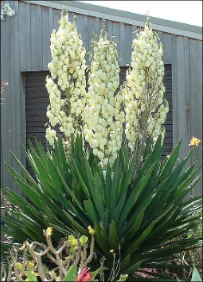 Quelle est cette plante vivace arbustive avec des feuilles dures en forme d'épée et des grappes de fleurs blanches ?