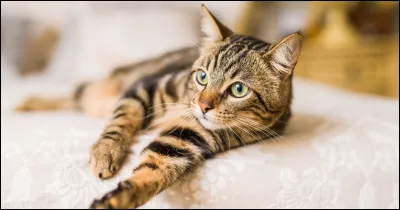 Facile, quel est celui-ci ?