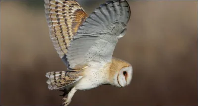 Allez celui-là c'est un...