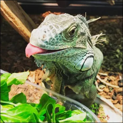 Pr&eacute;f&egrave;res-tu les insectes ou les reptiles ?