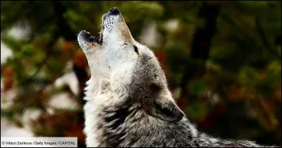 Es-tu plut&ocirc;t nuit ou plut&ocirc;t jour ?